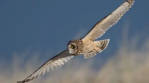 Ron Macdonald Owl