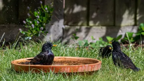 Getty Images Birds in a water bowl in a garden