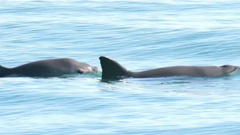 Paula Olson Vaquita porpoise, mother and calf