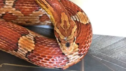 North Somerset Reptile Rescue Corn snake