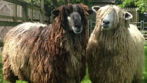 RBST Two Leicester Longwool sheep stood next to each other