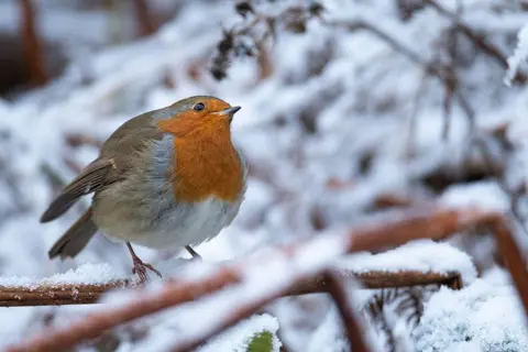 Richard Bowler / SWNS Robin in the snow, Corwen, north Wales.