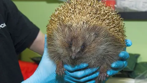 Scottish SPCA Zeppelin the hedgehog