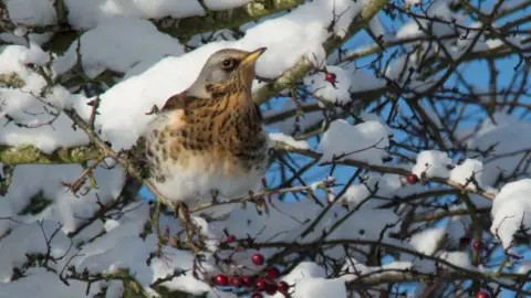 Dave Trotman  A garden bird in a snowy tree