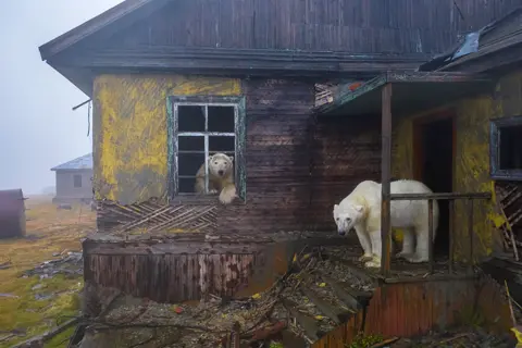 Dmitry Kokh/WPY Polar bears