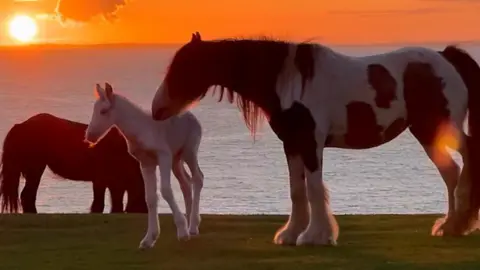 Gower ponies