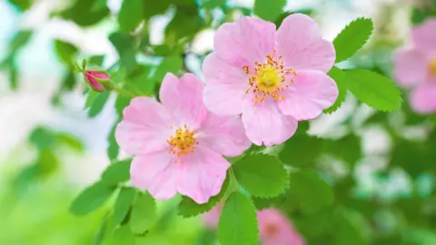 Getty Images Dog rose