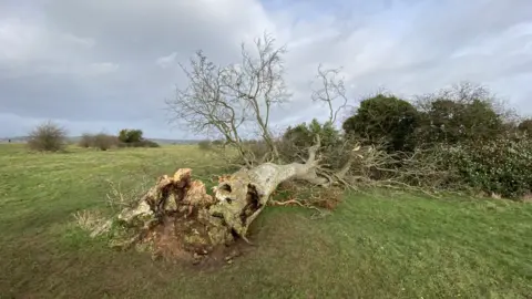 BBC 'Lonely Tree' after being blown over