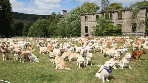 PETER JOLLY NORTHPIX Golden retrievers at Guisachan, near Tomich