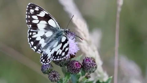 Getty Images Marbled white butterfly
