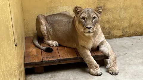 Yorkshire Wildlife Park Aysa the lioness