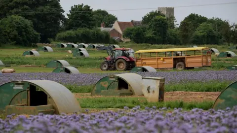 Dinglely Dell Pork Pigs, flowers, tractor at Dingley Dell farm