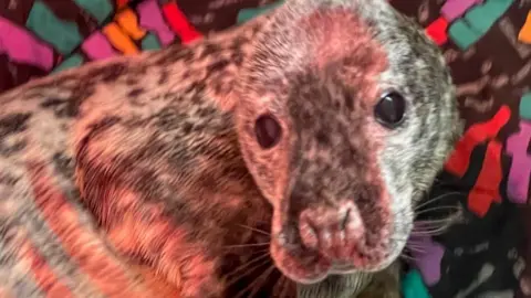 GSPCA Aurore seal pup