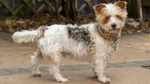 Waggy Tails A small fluffy white and tan-coloured terrier type dog with a black nose, looking at the camera