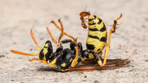 Jimmy Reid A yellow jacket wasp being swarmed by ants