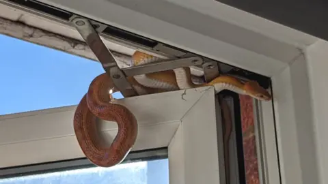 RSPCA Snake on a window