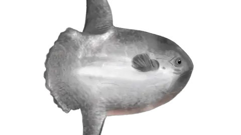 Loughs Agency sunfish