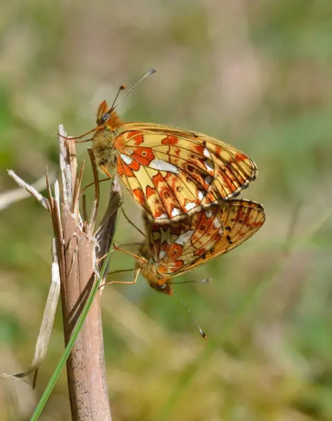 Jim Asher/BCS Pearl Bordered Fritillary