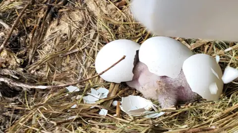 London Zoo Rupert the vulture