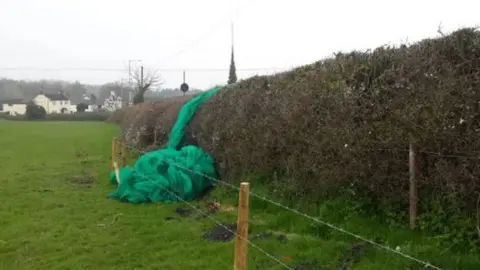 Andy Boddington Hedgerow