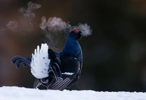     Markus Varesvuo/Bird Photographer of the Year Black Grouse in snowy Kuusamo, Finland.