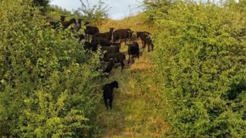 Oswestry Heritage Gateway Group Sheep on the hill fort