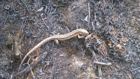 PA Media A common lizard on charred ground