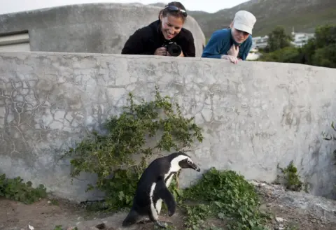 AFP A tourist takes a picture of a penguin on Boulders Beach