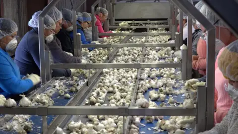 Production line at Christopher Ranch