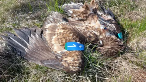RSPB Two rare white-tailed eagles found dead in 2023
