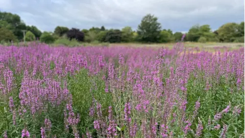 Malvern Hills District Council Meadow