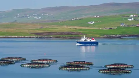 Getty Images Ferry boat Linga sailing past sea cages / sea pens / fish cages from salmon farm in Laxo Voe, Vidlin on the Mainland, Shetland Islands