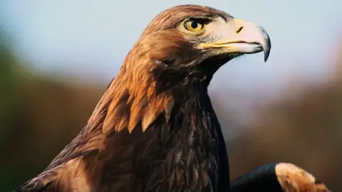 BBC a golden eagle