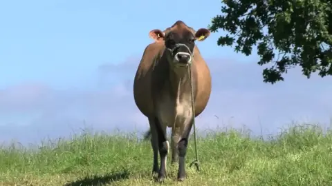 BBC Jersey Cow