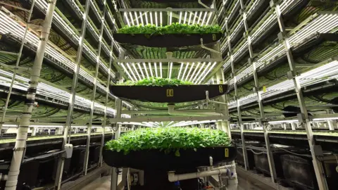 Getty Images AeroFarms' vertical grow towers on February 19, 2019, in Newark, New Jersey