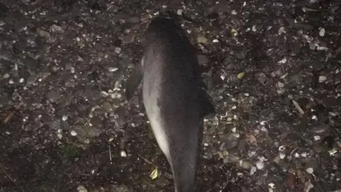 Bangor Coastguard Rescue Team The porpoise was washed up on the beach at Ballyholme in Bangor