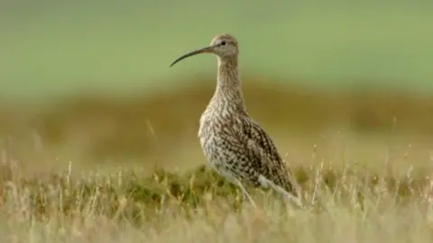 Birdwatch Ireland Curlew