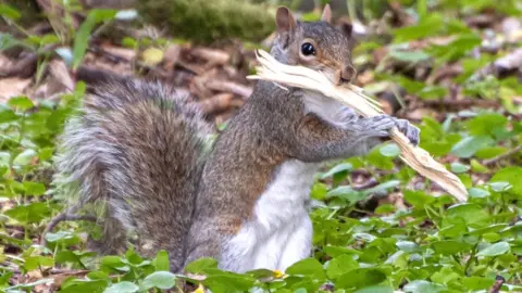 Toby Price Squirrel with piece of wood