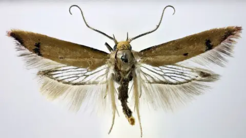 Reality Check: Are clothes moths on the rise? - BBC News
