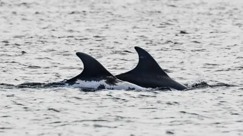 Charlie Phillips/WDC Spirtle with another dolphin called Indigo