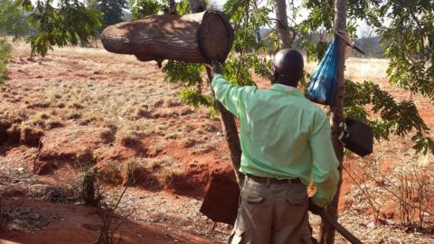 The modern honey hunters of Kenya - BBC News