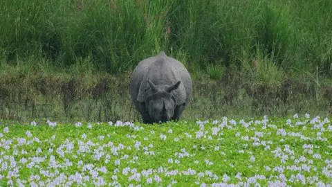Getty Images A one-horned rhinoceros grazes at the Burapahar range of Kaziranga National Park in Nagaon District, Assam, India, on June 15, 2026. (Photo by Anuwar Hazarika/NurPhoto via Getty Images)