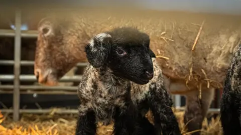 Dalscone Farm A view of a little lamb next to a sheep