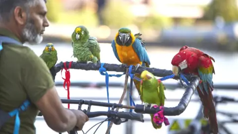 Mark Waugh Parrots at We Invented The Weekend on Sunday