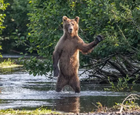 Eric Fisher A bear holding up its paw and looking up at the camera