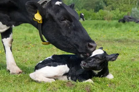 Getty Images Cow with calf