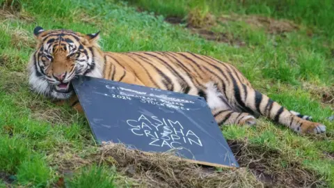 London Zoo tiger