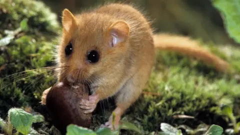 Hazel dormice