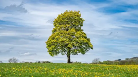 Garry Platt An image of tree in a field of dandelions