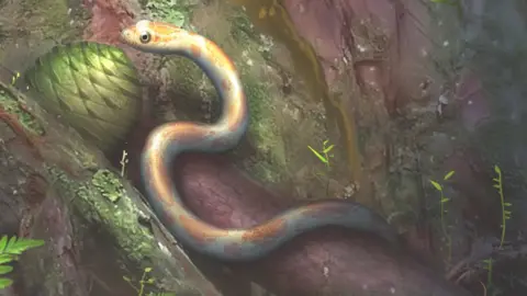 Yi LIU The skin of a second specimen was found